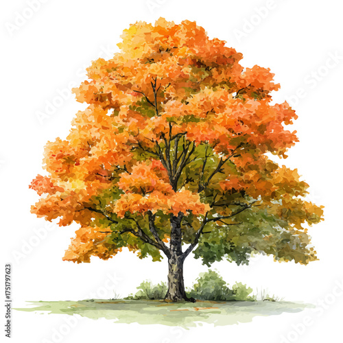 Stylized watercolor Sugar Maple Tree vector, modern artistic illustration with high-quality details on a pure white background.