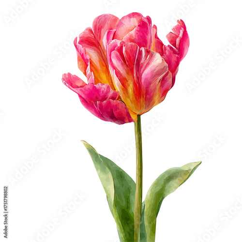 Stylized watercolor Tulip vector, modern artistic illustration with high-quality details on a pure white background.