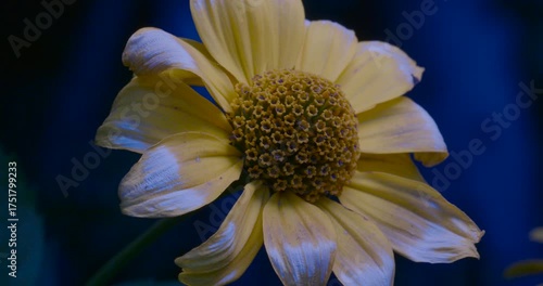 Detailed macro of a blooming flower with crisp petals and a creamy background bokeh, natural light. 6K