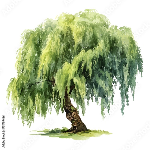 Watercolor painting of Weeping Willow Tree, detailed and artistic vector illustration on a white background.