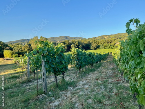 Grape plantations in Tuscany. Near towns Cetona and Piazze. View of the Tuscan mountains. Blue sky