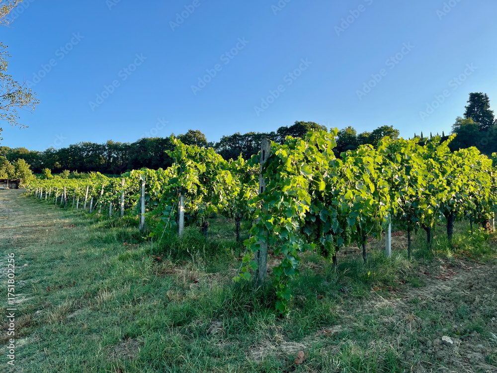 Obraz premium Grape plantations in Tuscany. Near towns Cetona and Piazze. View of the Tuscan mountains. Blue sky