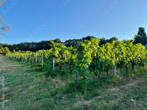 Grape plantations in Tuscany. Near towns Cetona and Piazze. View of the Tuscan mountains. Blue sky