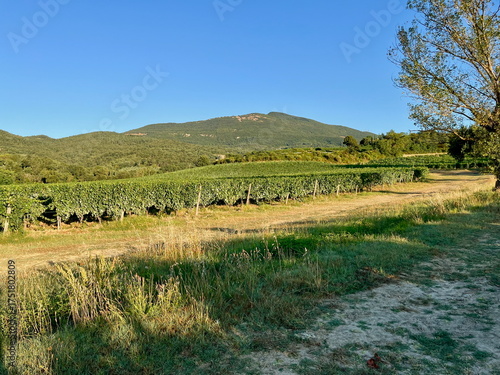 Grape plantations in Tuscany. Near towns Cetona and Piazze. View of the Tuscan mountains. Blue sky