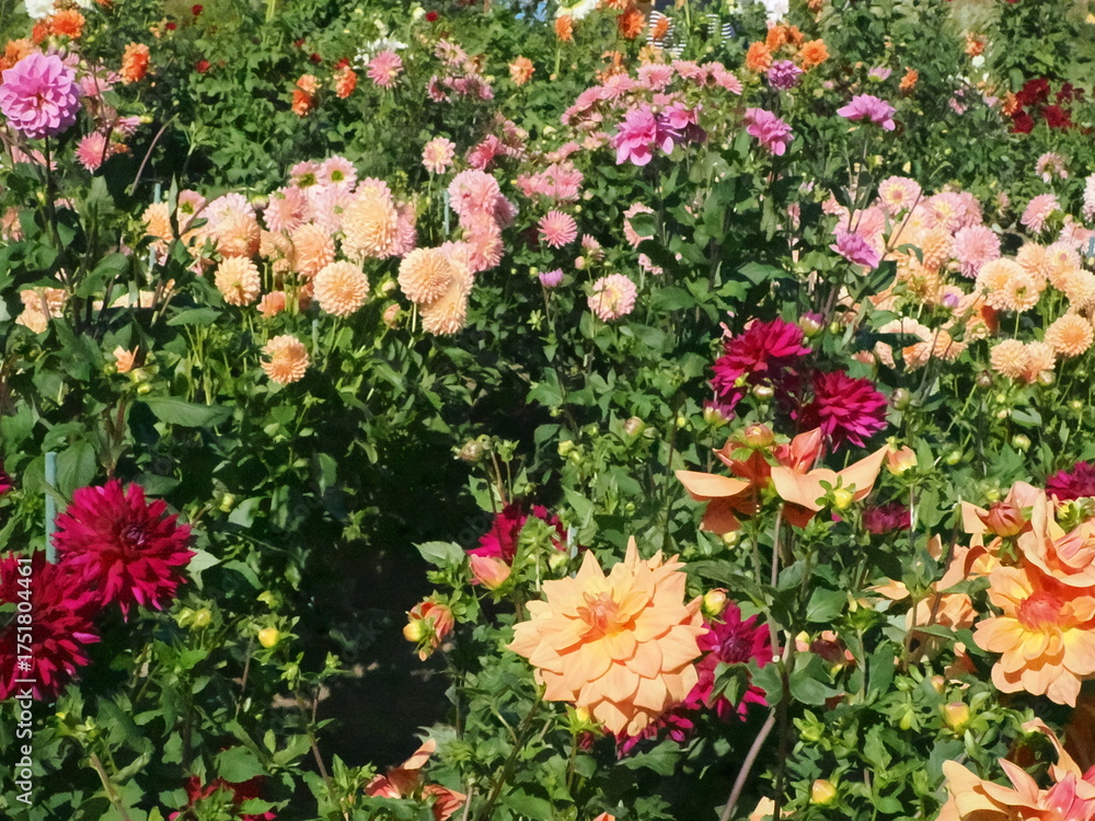 Fototapeta premium 色とりどりのダリアの花畑