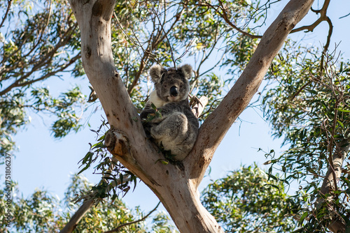 Koala sitting tree eating leaves cute nose