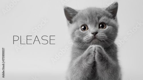 Please kitten begging with praying paws on studio background
