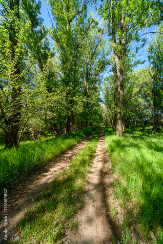 A picturesque spring scene in the woods, with a muddy path and the sun shining through the tree foliage onto the ground.