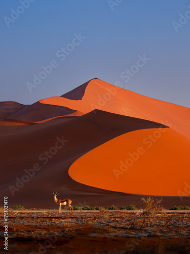Springbok or springbuck Antidorcas marsupialis, slender, long-legged antelope found mainly in south and southwest Africa, genus Antidorcas, walk on the red dunes of Namib Desert