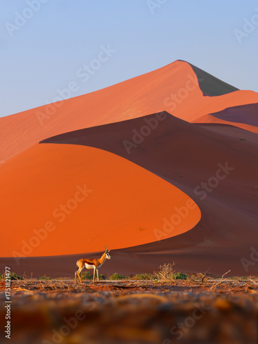 Springbok or springbuck Antidorcas marsupialis, slender, long-legged antelope found mainly in south and southwest Africa, genus Antidorcas, walk on the red dunes of Namib Desert