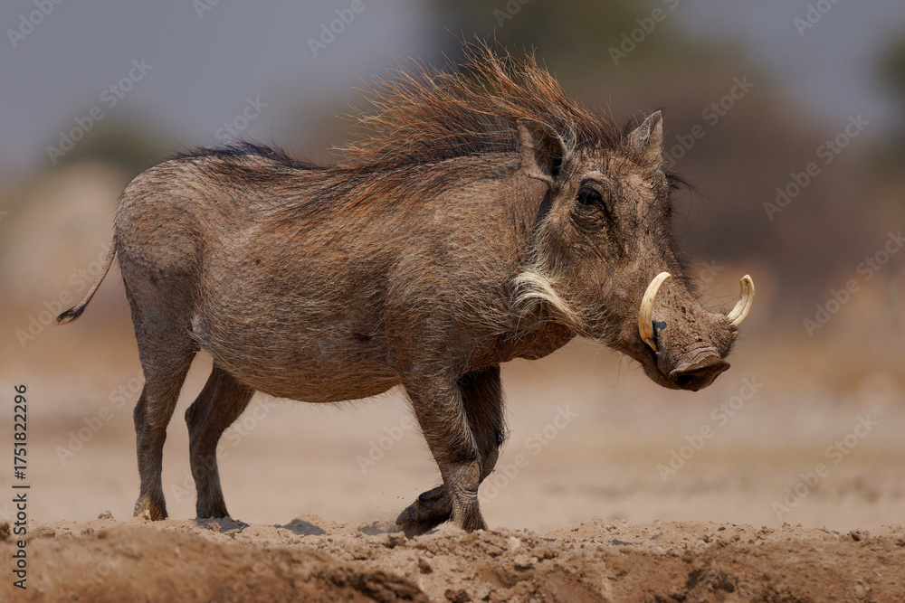 Fototapeta premium Common Warthog - Phacochoerus africanus wild member of pig family Suidae found in grassland, savanna, and woodland, beautiful portrait of warthog pig in savannah in Africa, animals around the water