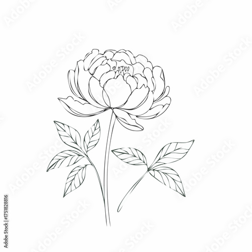 Elegant vector illustration of delicate peony flowers and fireflies perfect for creating enchanting backgrounds and floral designs