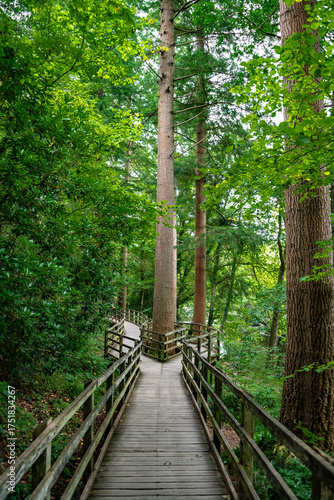 Forest Hiking Walk With Fork Near Village Betws-y-Coed In Snowdonia National Park In Wales, United Kingdom