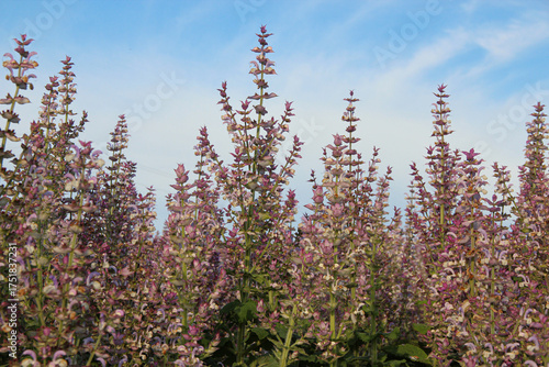 Field of Blooming Clary Sage (Salvia sclarea) under Blue Sky Aromatic Medicinal Herb in Summer Season