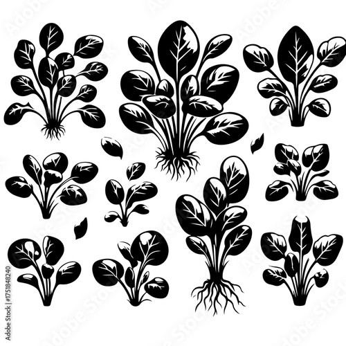 Collection of black and white spinach plants with roots and leaves in various sizes and arrangements