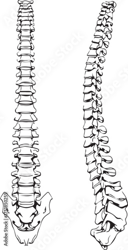 Human spine anatomy illustration with posterior and lateral views showing vertebrae and pelvic structure