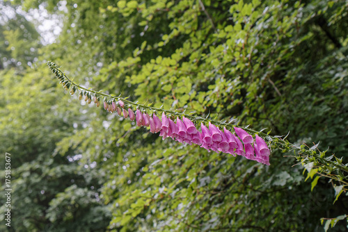 Wild forest flower.