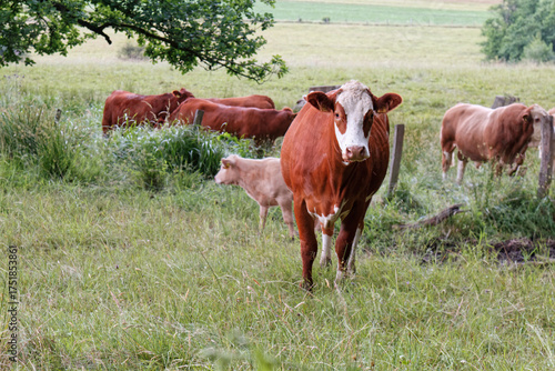 Cows in a pasture.