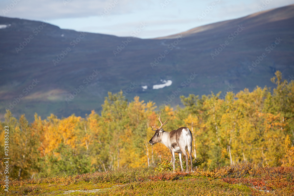 Obraz premium Rentier beim Abisko Nationalpark im farbenfrohen Herbst Lapplands unterhalb der Lapporten / Čuonjávággi.