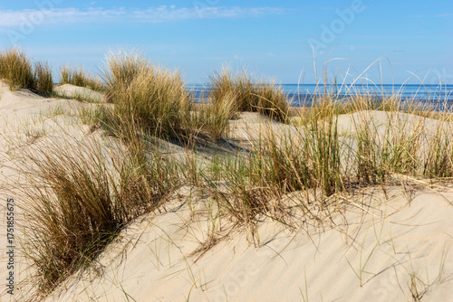 Wallpaper Mural Sand dunes on the North Sea coast. Netherlands Torontodigital.ca