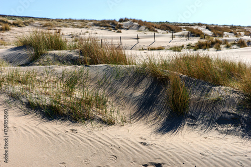 Wallpaper Mural Sand dunes on the North Sea coast. Netherlands Torontodigital.ca