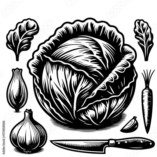 Illustration of a cabbage with onion garlic carrot and knife in black and white vector format