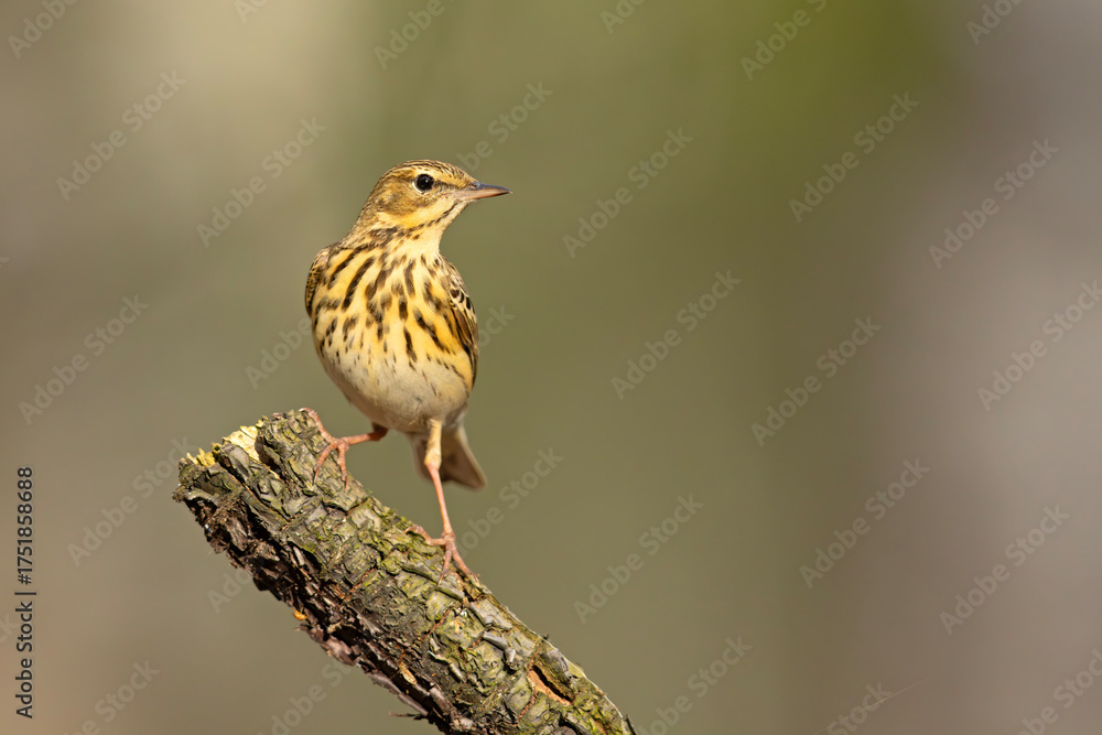 Fototapeta premium Świergotek drzewny (Anthus trivialis)
