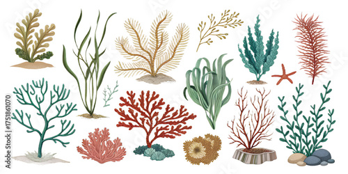 Sea Plants PNG Set – Realistic Marine Vegetation Isolated on Transparent Background