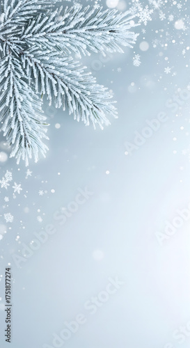 Winter background with frosted evergreen branches and falling snowflakes