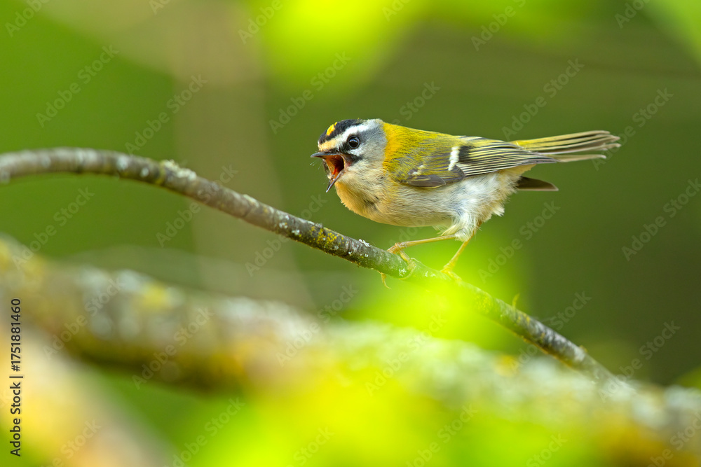 Obraz premium Zniczek (Regulus ignicapilla)