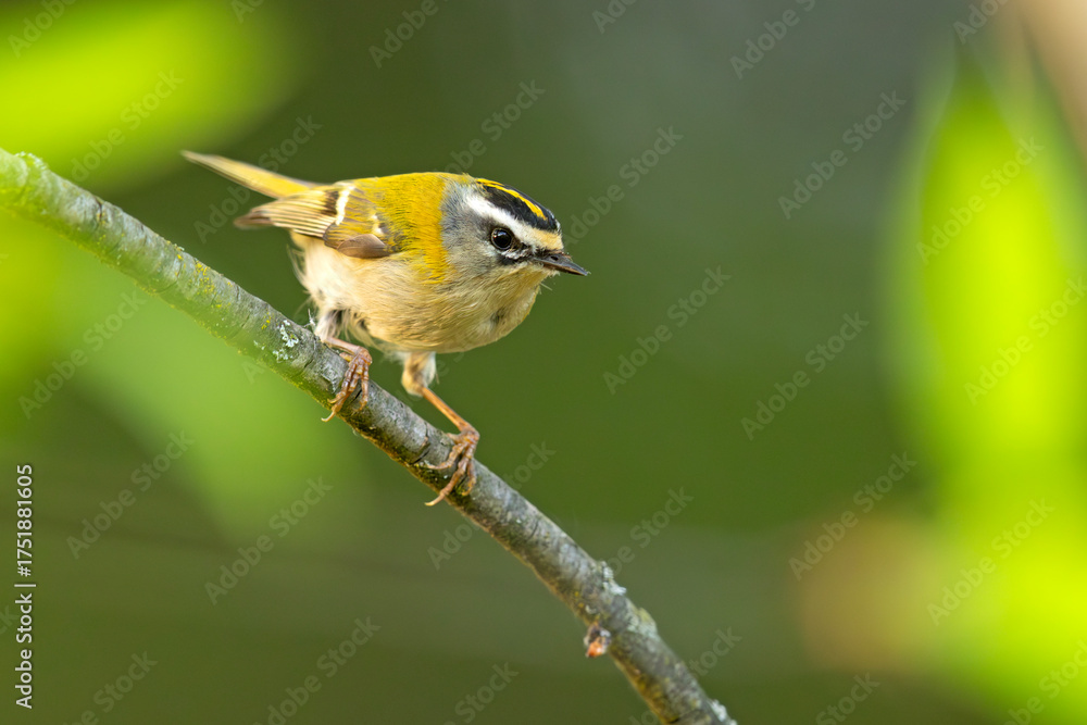Fototapeta premium Zniczek (Regulus ignicapilla)