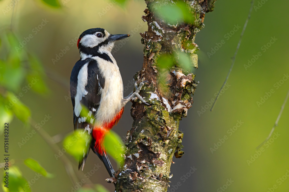 Fototapeta premium Dzięcioł duży (Dendrocopos major)