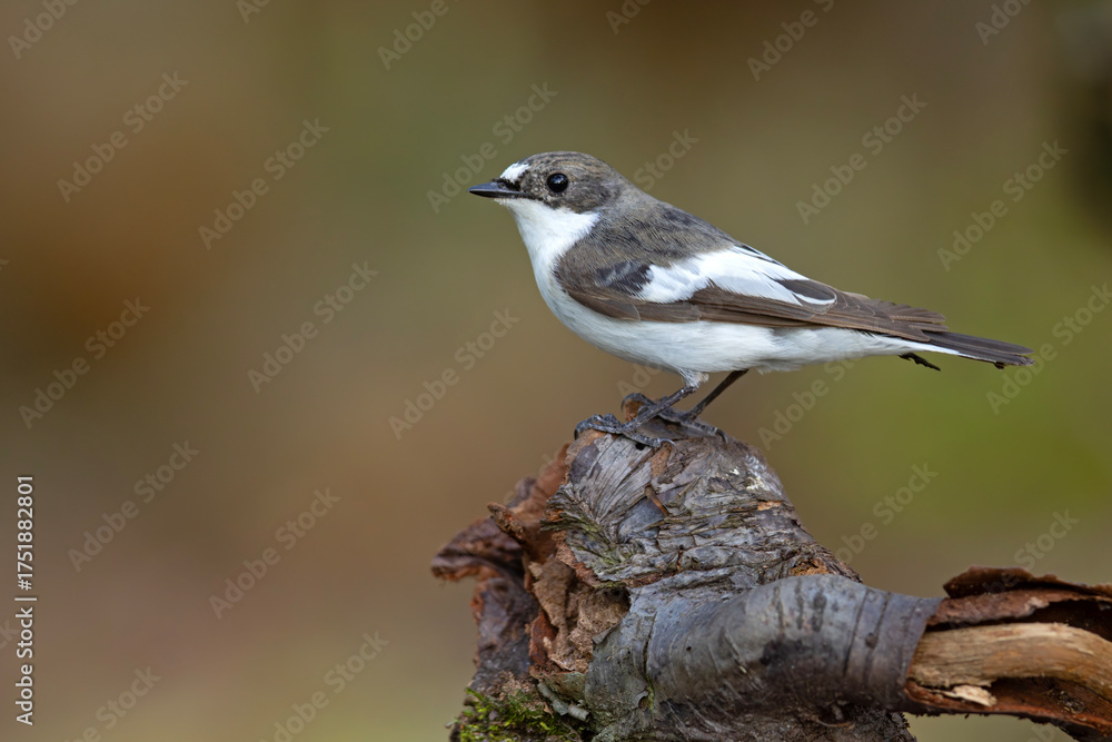 Fototapeta premium Muchołówka żałobna (Ficedula hypoleuca)