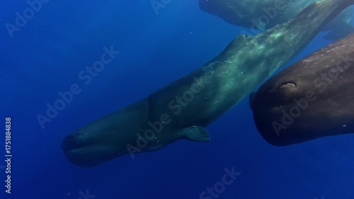 Sperm Whale in Deep Blue Water