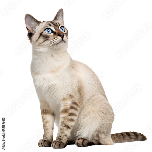 Siamese cat with blue eyes looking up isolated on transparent background