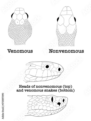 Quickly distinguish poisonous snakes by head shape. Venomous and Nonvenomous of Snake. Illustration vector snake.