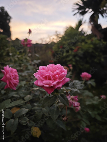flowers at sunset