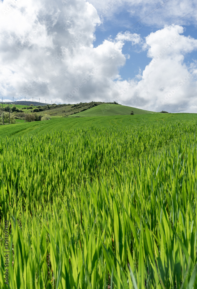 Fototapeta premium Meadow with fresh grass. Navarra, Spain