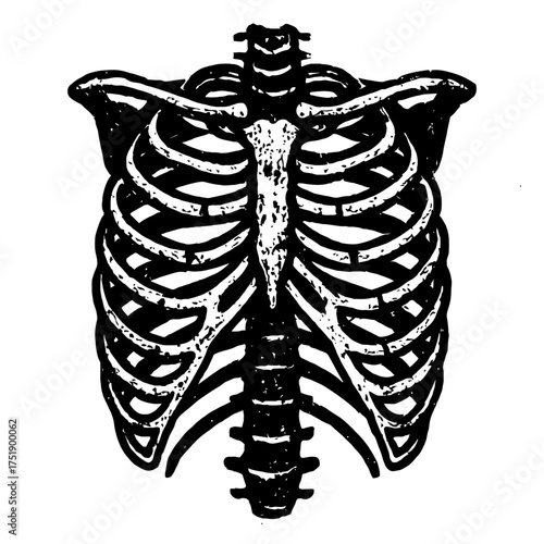 Detailed anatomical illustration of the human rib cage, sternum, ribs, and upper thoracic spine. Essential for medical education, biology studies, and skeletal system reference. This black and white g
