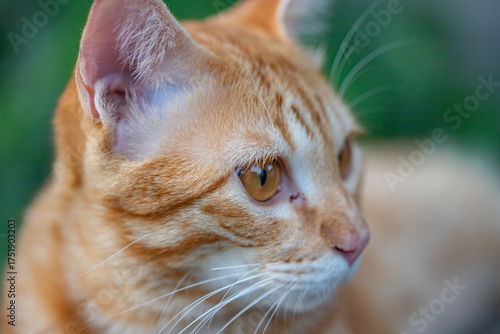 The happiness of the orange cat