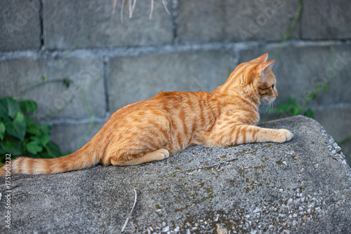 The happiness of the orange cat