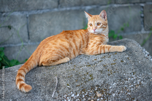 The happiness of the orange cat
