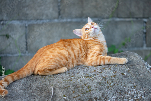 The happiness of the orange cat