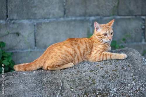 The happiness of the orange cat