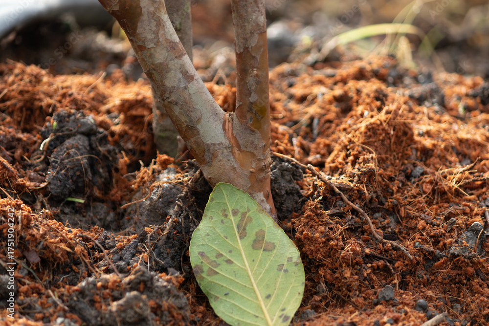 Fototapeta premium A close-up of the base of a young tree sapling with coconut coir mulch to retain moisture and nutrients in a garden