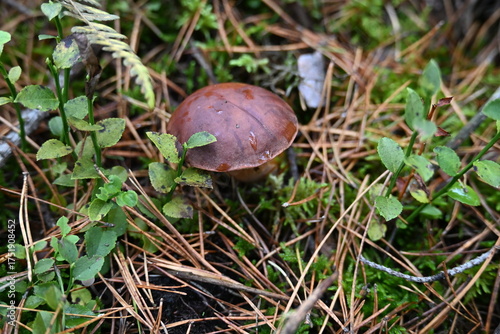 Beautiful bay bolete edible mushroom in forest moss
