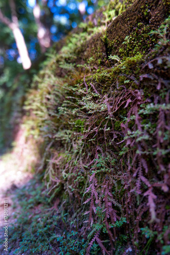 Green moss growing on a tree and wall in nature