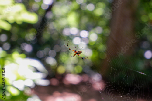 Spider resting on a web in nature