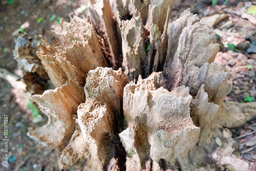 Close-up of a row of decaying trees in a natural forest, looking like coral reefs in the sea.