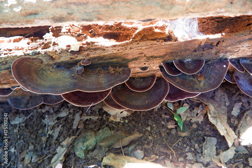 Close-up of black mushroom growing on a log in a natural forest.